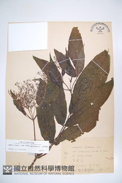 冇骨消藏品圖，第1張