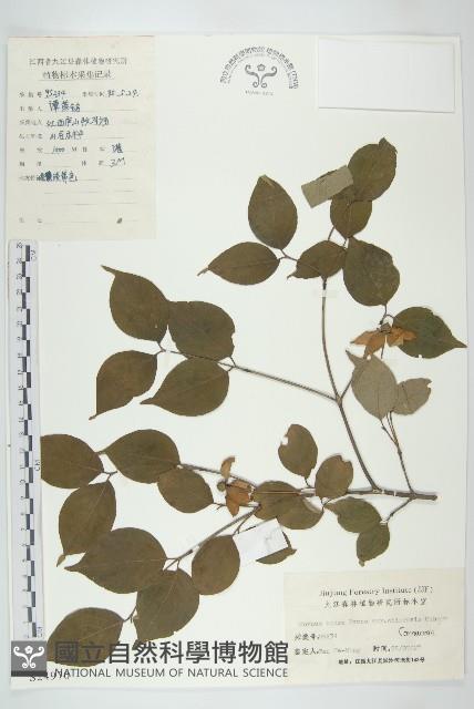 四照花、山荔枝藏品圖，第1張