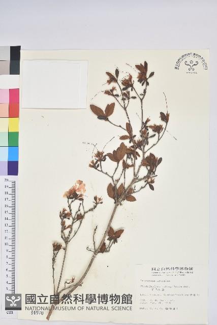 紅毛杜鵑藏品圖，第1張