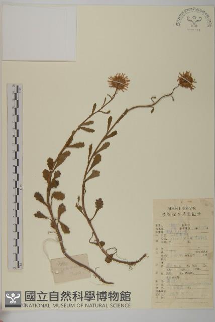 怒江紫菀藏品圖，第1張