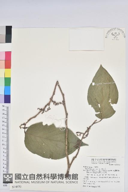 紅頭五月茶藏品圖，第1張