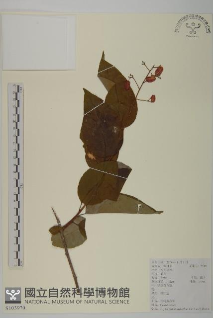 昆明山海棠藏品圖，第1張