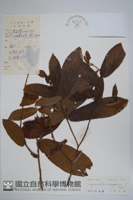 皂帽花藏品圖，第1張