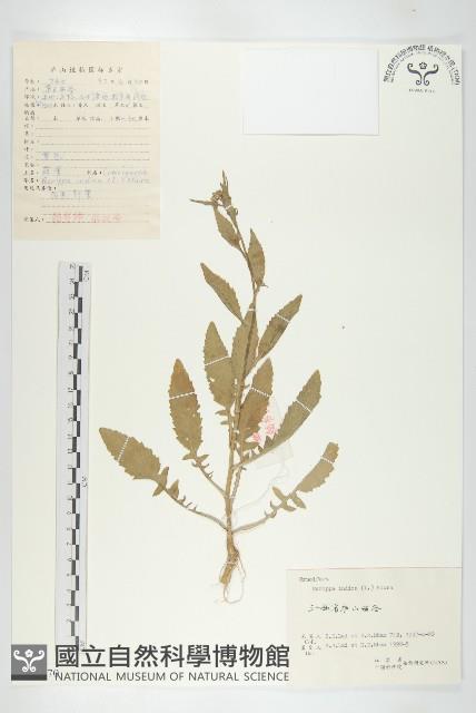 葶藶藏品圖，第1張