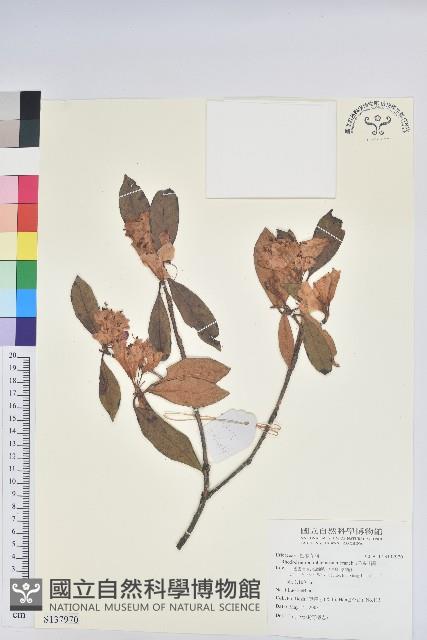 紅棕杜鵑藏品圖，第1張