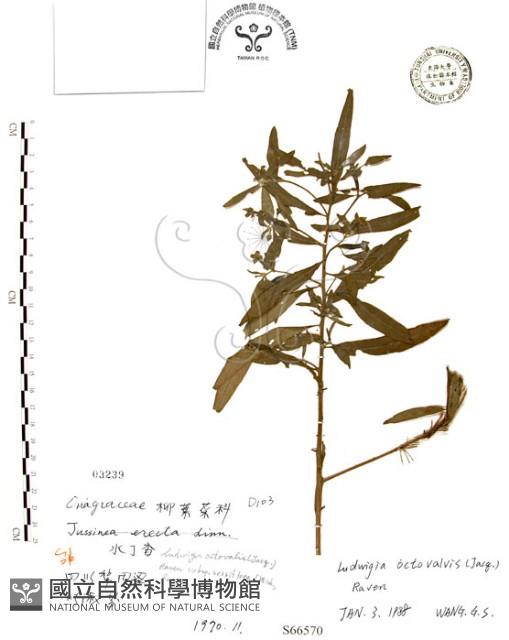 水丁香藏品圖，第1張