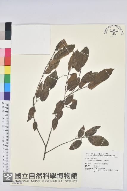 登錄號:S132570藏品圖，第1張