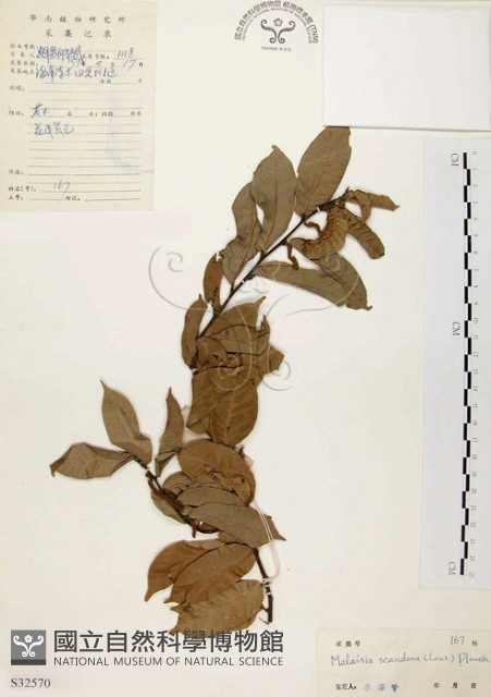 盤龍木、牛筋藤藏品圖，第1張