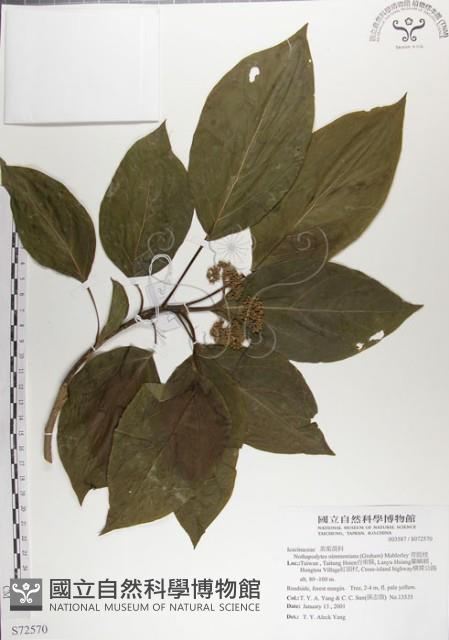 青脆枝藏品圖，第1張