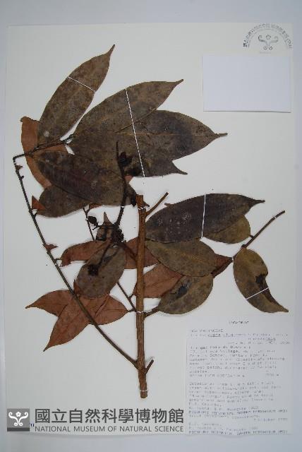 登錄號:S100570藏品圖，第1張