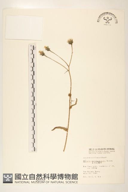 玉山毛蓮菜藏品圖，第1張