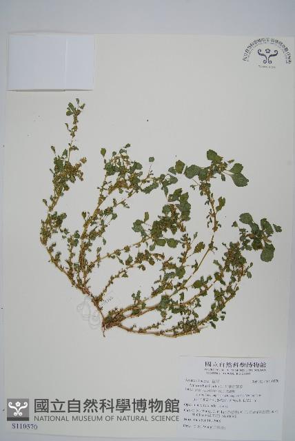 凹葉野莧菜藏品圖，第1張