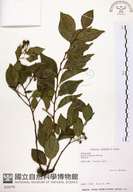 烏皮九芎、奮起湖野茉莉藏品圖，第1張