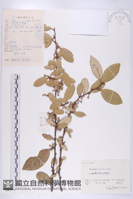 胡頹子藏品圖，第1張