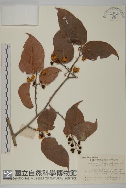 毛脈顯柱南蛇藤藏品圖，第1張