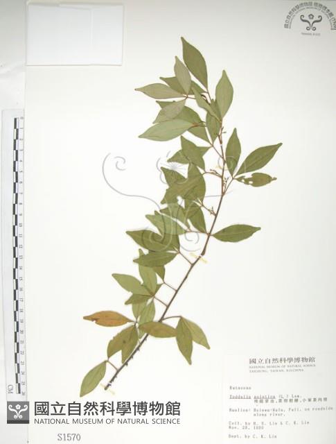 飛龍掌血藏品圖，第1張