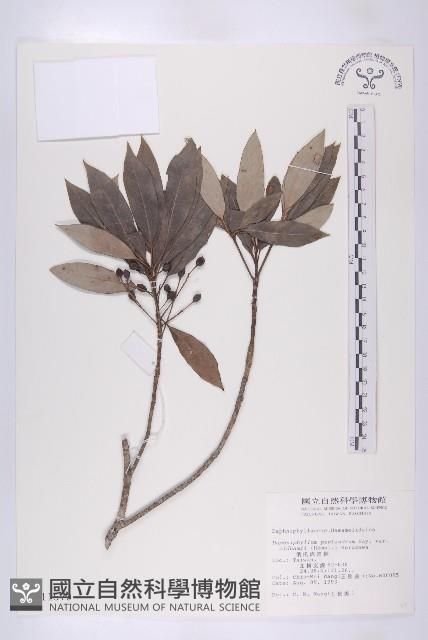 俄氏虎皮楠藏品圖，第1張