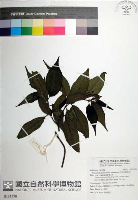 台北玉葉金花藏品圖，第1張