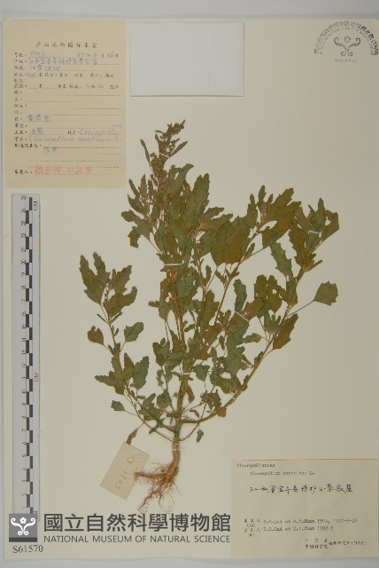 小葉藜藏品圖，第1張