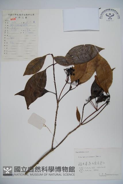 高山莢迷藏品圖，第1張