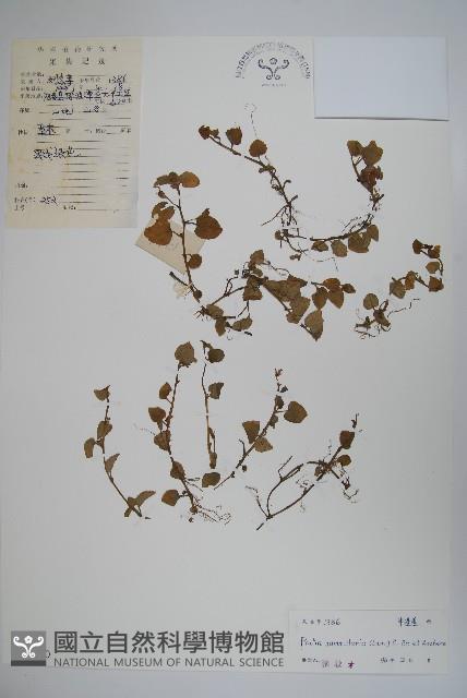 普剌特草藏品圖，第1張