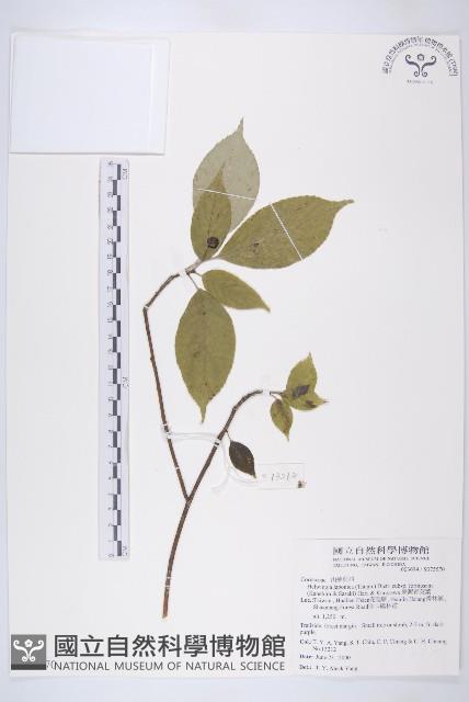 臺灣青莢葉藏品圖，第1張