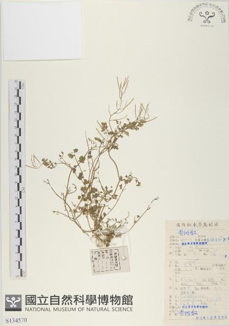 碎米薺藏品圖，第1張