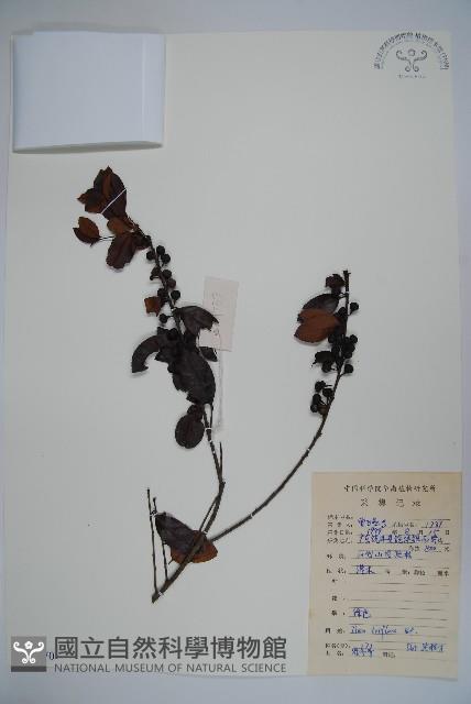 三花冬青藏品圖，第1張
