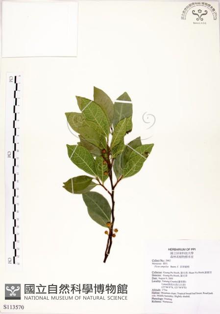 菲律賓榕藏品圖，第1張