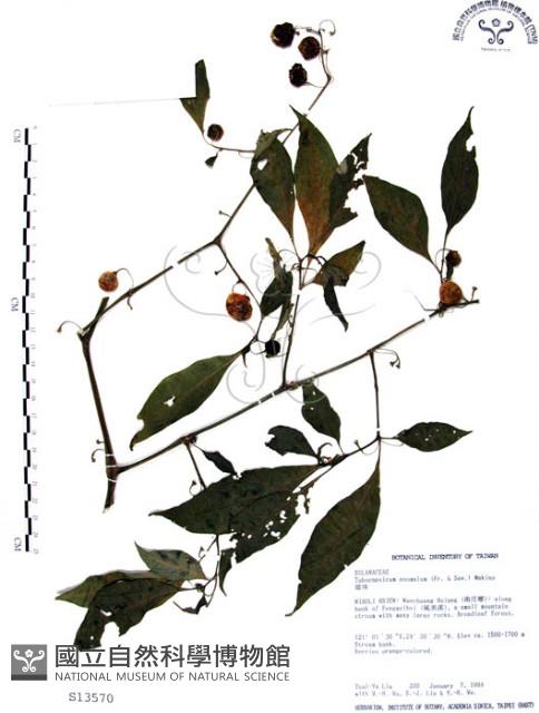 龍珠藏品圖，第1張