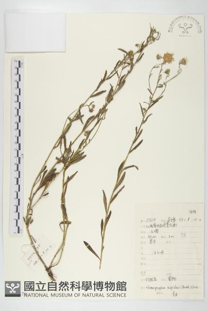 狗娃花藏品圖，第1張