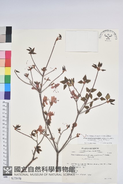 登錄號:S173570藏品圖，第1張