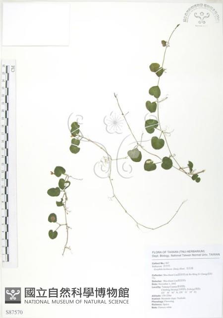 苞花蔓藏品圖，第1張