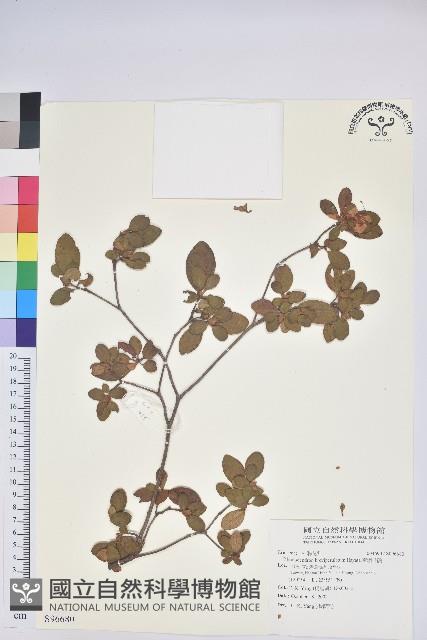 南澳杜鵑藏品圖，第1張