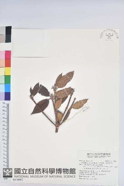 森氏杜鵑、森氏滿江紅藏品圖，第1張