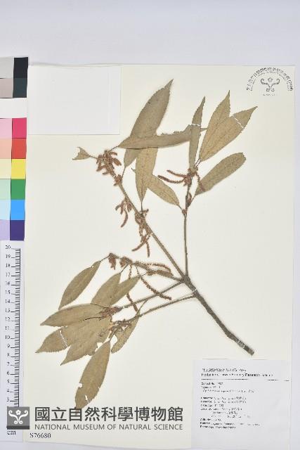 赤皮、赤皮椆藏品圖，第1張