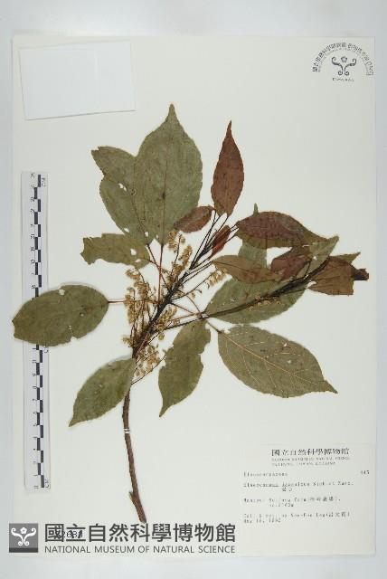 薯豆藏品圖，第1張