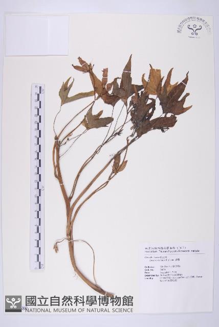 甘藷、地瓜藏品圖，第1張