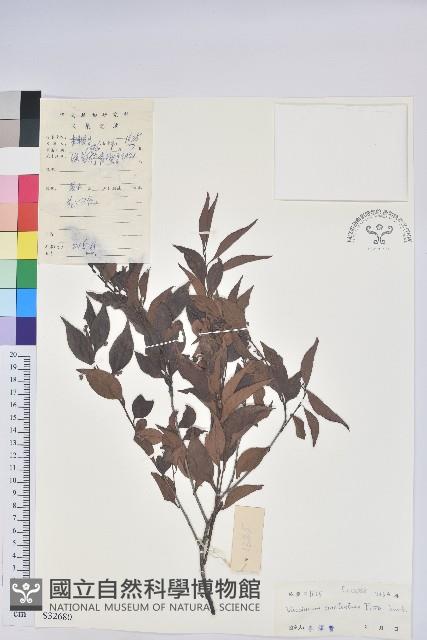 米飯花藏品圖，第1張