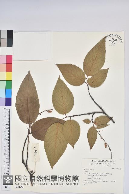 登錄號:S042680藏品圖，第1張