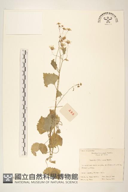 蒲兒根藏品圖，第1張