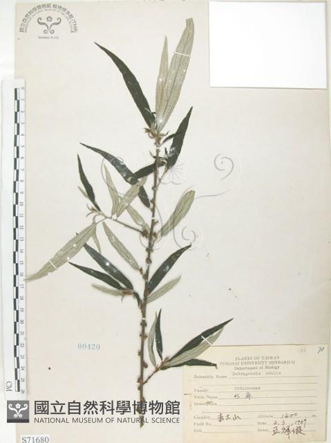 水麻藏品圖，第1張