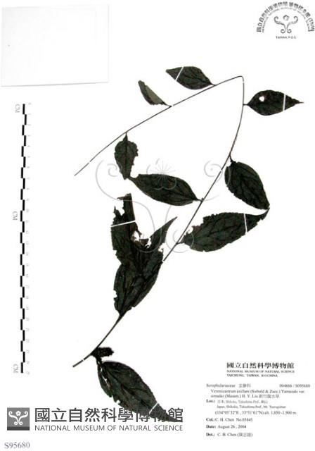 新竹腹水草藏品圖，第1張