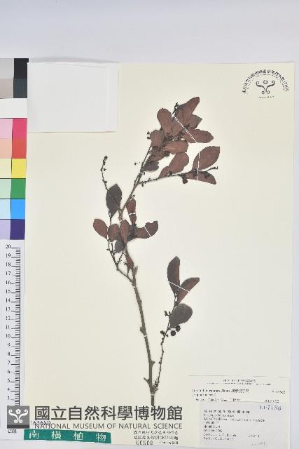 細葉饅頭果藏品圖，第1張