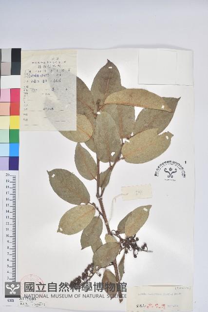 南燭藏品圖，第1張