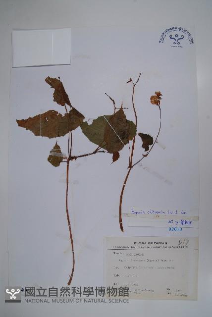 溪頭秋海棠藏品圖，第1張