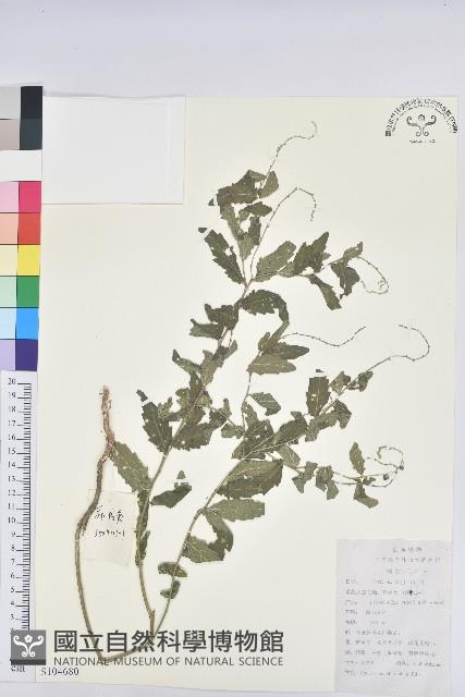 地构葉藏品圖，第1張