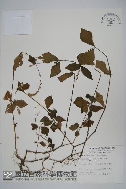 牛膝藏品圖，第1張