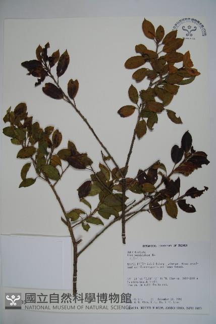 刻脈冬青藏品圖，第1張