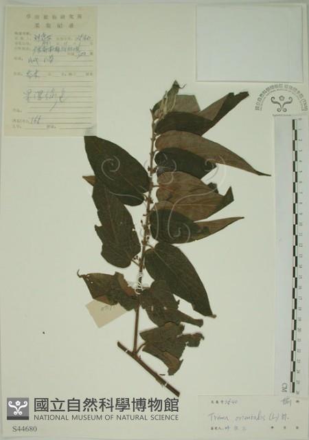 山黃麻藏品圖，第1張